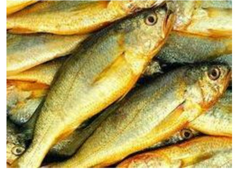 Freshly Frozen Yellow Croaker Fish