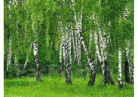 Фанера берёзовая повышенной влагостойкости г. Кострома