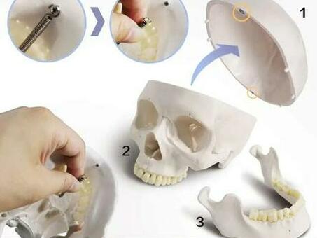 Модель черепа взрослого человека разборная в натуральную величину