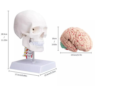 Модель черепа взрослого человека с мозгом и шейными позвонками на подставке 3 части в натуральную величину