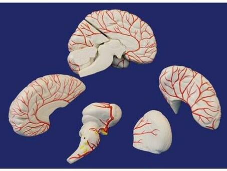 Мозг с артериями, 8 частей, на подставке SMD122B
