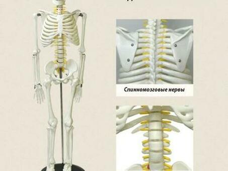Модель скелета человека на подставке 85 см