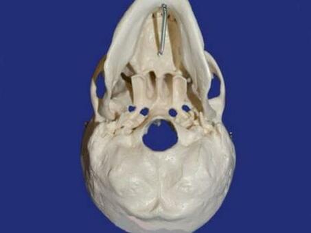 Модель черепа взрослого человека в натуральную величину из 3-х частей