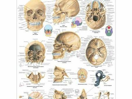 Анатомический плакат 