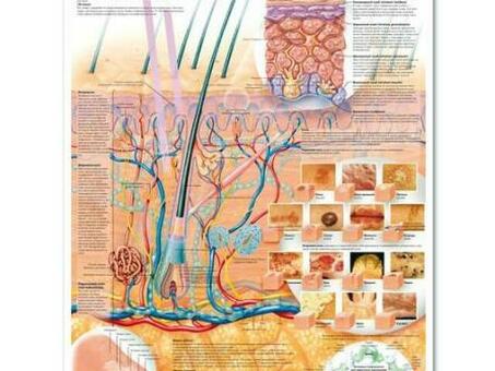 Медицинский плакат "Кожа"