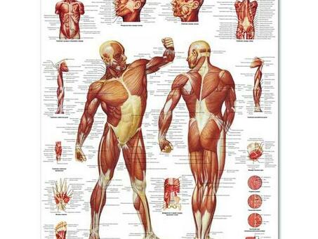 Медицинский плакат "Мускулатура человека"