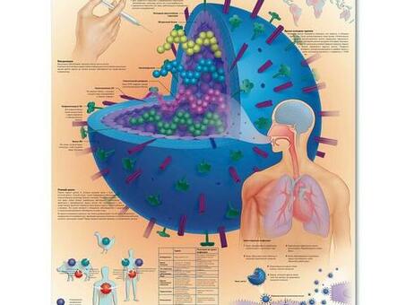 Медицинский плакат 