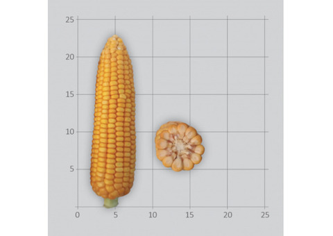 Семена гибридов кукурузы Лимагрен