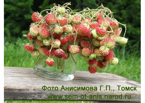 Клубника, земляника Fragaria Moschata. Семена, саженцы почтой по России и СНГ.