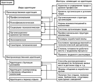 Адаптация человеческих ресурсов к организации: комплексное руководство