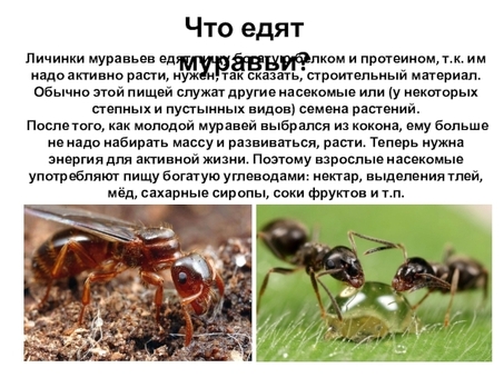 Ant 3: усовершенствованная антенная система для улучшения связи