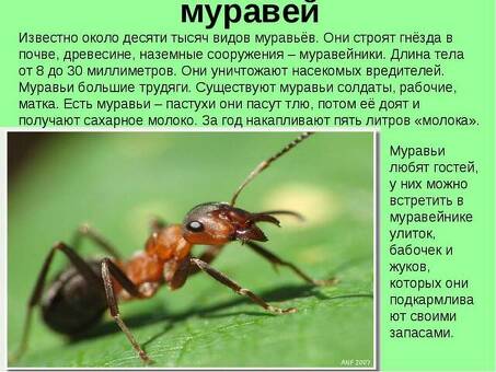 Ant 3 | идеальное решение проблемы насекомых