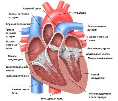 Стоимость сердца быка: цены, характеристики, отзывы | Название магазина