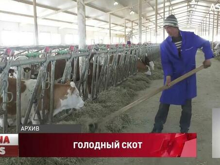 Скот в Казахстане: качественное мясо и молочные продукты