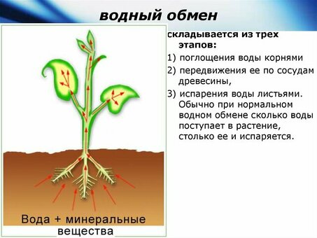 Содержание воды в растениях: полный гид по увлажнению и уходу