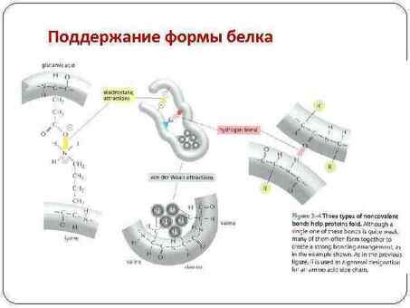 Купить сократительные и регуляторные белки в интернет-магазине | Низкие цены, широкий выбор