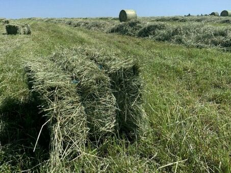 Купите сено в Кировской области на Авито и получите его с доставкой по выгодным ценам.