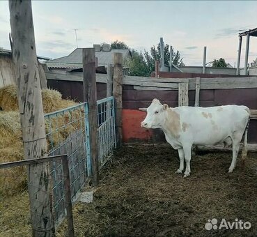 Купить коров в Алматы – выгодные предложения от экспертов