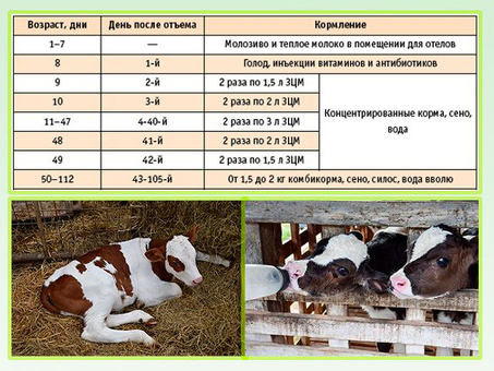 Цена на 3-месячного теленка - Цена на теленка в магазине