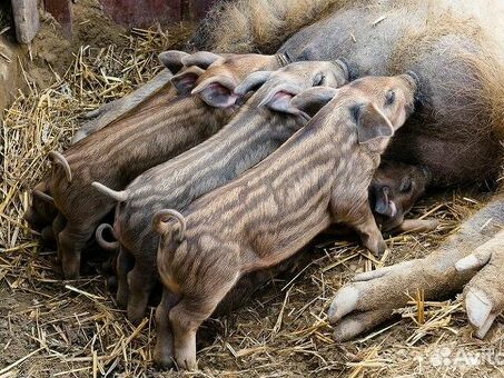 Купить живых свиней по лучшей цене на рынке | Интернет-магазин «Animal XXX»