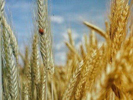 Купить Vetch Wheat Twitter - лучшая цена в интернет-магазине