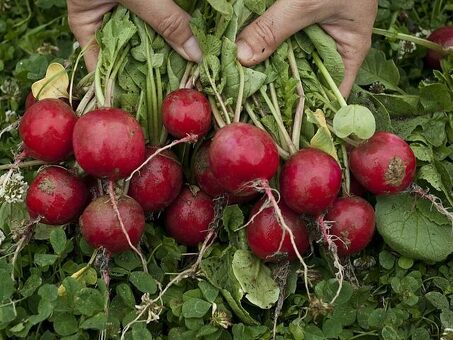 Купить редис по выгодной цене за кг - лучшее предложение на рынке | Название магазина