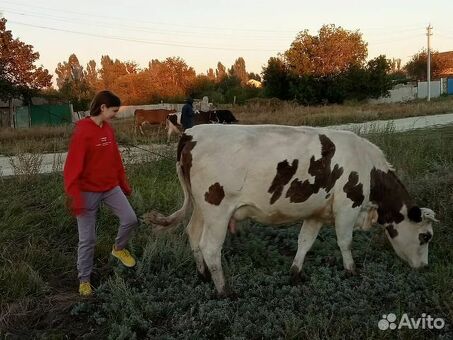 Продажа коров на Авито в Волгоградской области - лучшие предложения.