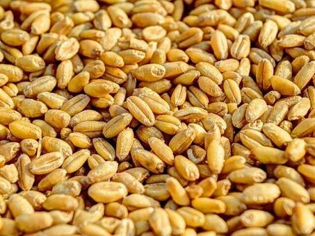 Покупайте качественное зерно - Grain News - Лучшие предложения от компании «Grain News»