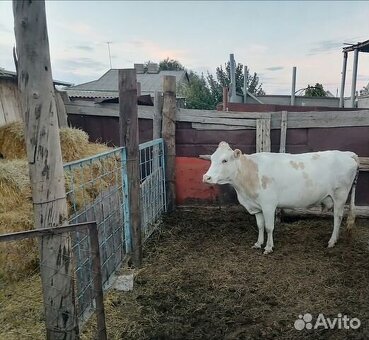 Продажа татарстанских коров на Авито — выбирайте лучших коров по лучшим ценам.