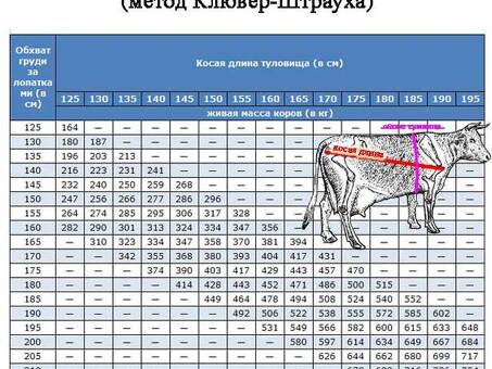 Цены на кормление быков в живом весе