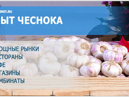 Где продавать чеснок: лучшие места для продажи свежего чеснока