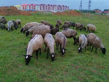 Купить ягнята в Ставропольском крае по выгодной цене